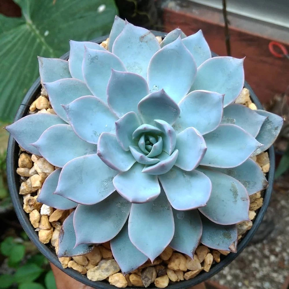 Subsessilis Blue Echeveria 3 Subsessilis Blue Echeveria