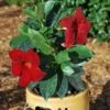 Sun Parasol® Garden Crimson Mandevilla 1 Sun Parasol® Garden Crimson Mandevilla -Annual Plants Popular Shop sun parasol garden crimson plant 1418 detail