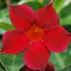 Sun Parasol® Original Burgundy Mandevilla -Annual Plants Popular Shop sun parasol original burgundy mandevilla plant 2080 detail