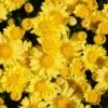 Sundance Igloo Perennial Mum Plant 1 Sundance Igloo Perennial Mum Plant -Annual Plants Popular Shop sundance igloo perennial mum plant 281 general