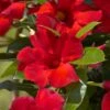 Sun Parasol® Giant Crimson Mandevilla 2 Sun Parasol® Giant Crimson Mandevilla -Annual Plants Popular Shop sunparasol giant crimson mandevilla plant 555 detail
