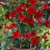 Sun Parasol® Pretty Crimson Mandevilla 2 Sun Parasol® Pretty Crimson Mandevilla -Annual Plants Popular Shop sunparasol prettycrimson mandevilla plant 474 detail