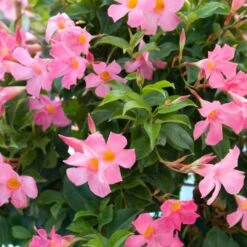 Sun Parasol® Pretty Pink Mandevilla