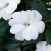 SunPatiens® Compact Classic White Impatiens Plant -Annual Plants Popular Shop sunpatiens compact classic white impatiens plant 22 detail