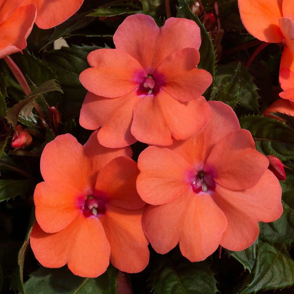 SunPatiens® Compact Coral Pink Impatiens Plant 3 SunPatiens® Compact Coral Pink Impatiens Plant
