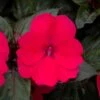 SunPatiens® Compact Deep Rose Impatiens Plant 1 SunPatiens® Compact Deep Rose Impatiens Plant -Annual Plants Popular Shop sunpatiens compact deep rose plant 837 detail