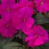 SunPatiens® Compact Lilac Impatiens Plant -Annual Plants Popular Shop sunpatiens compact lilac plant 425 detail