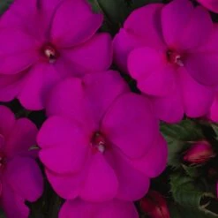 SunPatiens® Compact Purple Impatiens Plant