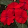 SunPatiens® Compact Red Impatiens Plant -Annual Plants Popular Shop sunpatiens compact red plant 1639 detail