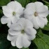 SunPatiens® Vigorous White Impatiens Plant 2 SunPatiens® Vigorous White Impatiens Plant -Annual Plants Popular Shop sunpatiens spreading clear white plant 2096 detail