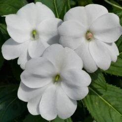 SunPatiens® Vigorous White Impatiens Plant
