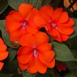 SunPatiens® Vigorous Corona Impatiens Plant