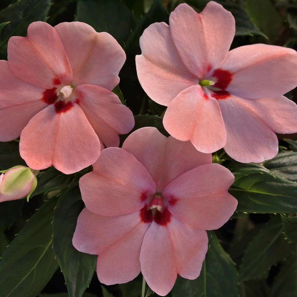 SunPatiens® Vigorous Pink Kiss Impatiens Plant 3 SunPatiens® Vigorous Pink Kiss Impatiens Plant