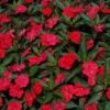 SunPatiens® Vigorous Red Impatiens Plant -Annual Plants Popular Shop sunpatiens spreading scarlet red plant 885 detail