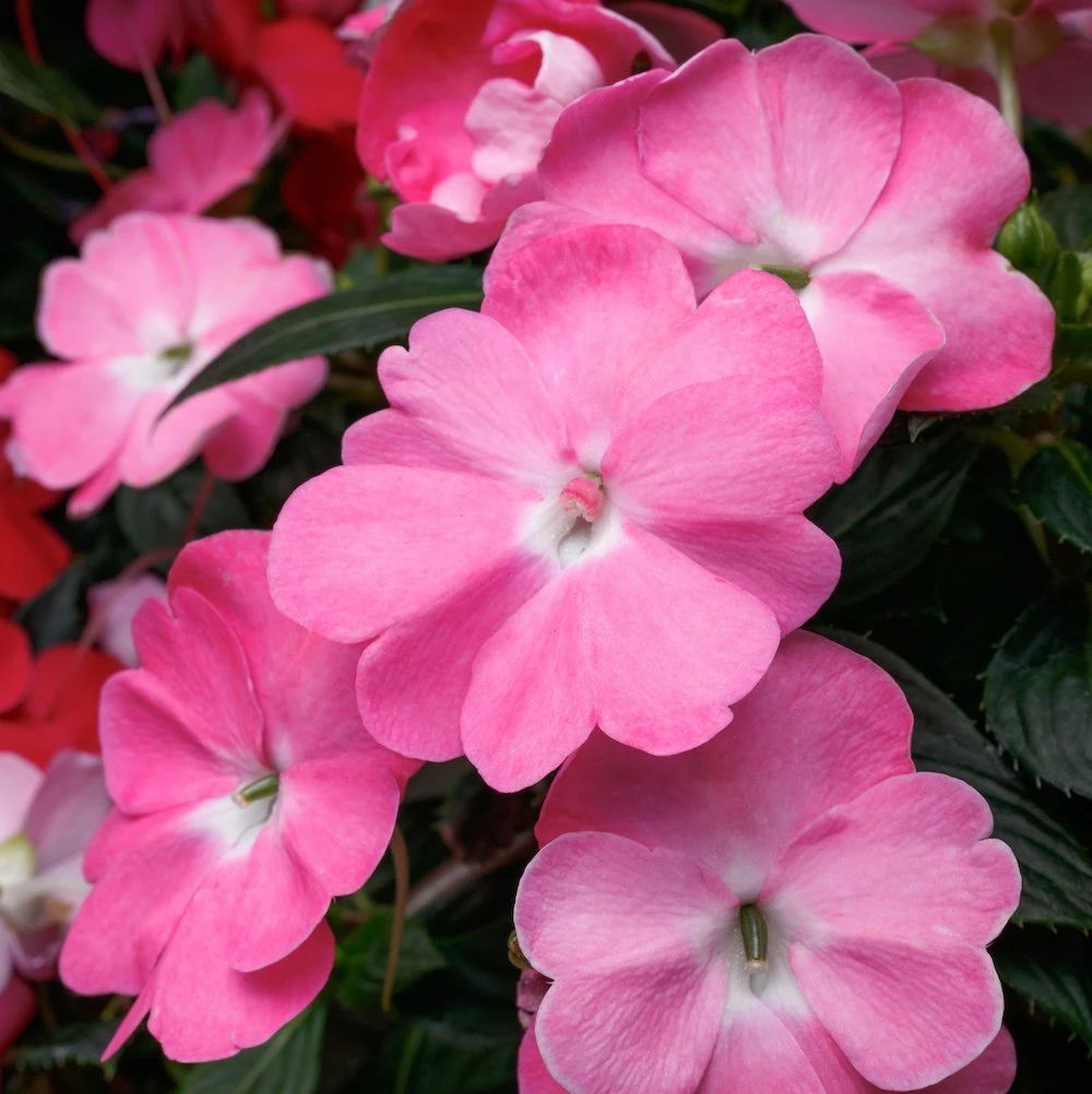 SunPatiens® Vigorous Pretty Pink Impatiens Plant 3 SunPatiens® Vigorous Pretty Pink Impatiens Plant