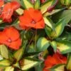 SunPatiens® Vigorous Tropical Orange Impatiens Plant -Annual Plants Popular Shop sunpatiens vigorous tropical orange plant 596 detail