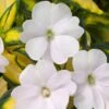 SunPatiens® Vigorous Tropical White Impatiens Plant 1 SunPatiens® Vigorous Tropical White Impatiens Plant -Annual Plants Popular Shop sunpatiens vigorous tropical white plant 1604 detail