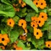 Sunrise Orange Thunbergia -Annual Plants Popular Shop sunrise orange thunbergia plant 1491 detail