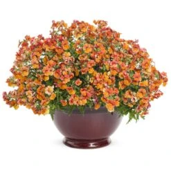 Sunsatia® Blood Orange™ Nemesia