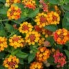 Sunset Lantana Plant 2 Sunset Lantana Plant -Annual Plants Popular Shop sunset lantana plant 314 detail