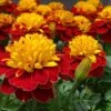 Super Hero™ Spry Marigold -Annual Plants Popular Shop super hero spry marigold plant 2078 detail