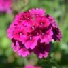 Superbena® Burgundy Verbena Plant 1 Superbena® Burgundy Verbena Plant -Annual Plants Popular Shop superbena burgundy verbena plant 403 detail