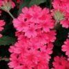 Superbena® Coral Red Verbena Plant -Annual Plants Popular Shop superbena coral red verbena plant 1450 detail
