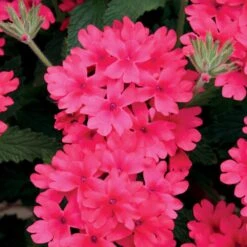 Superbena® Coral Red Verbena Plant