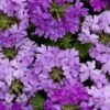 Superbena® Large Lilac Blue Verbena Plant 1 Superbena® Large Lilac Blue Verbena Plant -Annual Plants Popular Shop superbena large lilac blue verbena plant 2271 detail