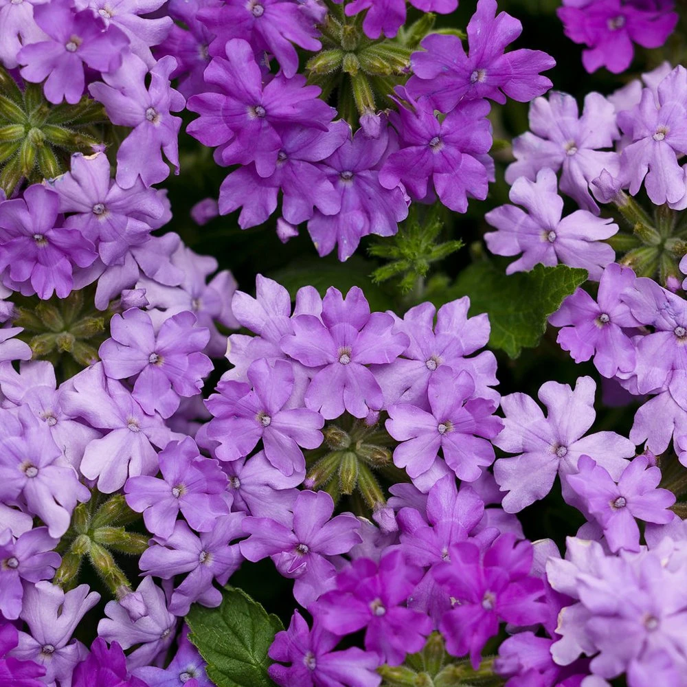 Superbena® Large Lilac Blue Verbena Plant 3 Superbena® Large Lilac Blue Verbena Plant