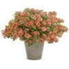 Superbena Royale® Peachy Keen Verbena Plant 2 Superbena Royale® Peachy Keen Verbena Plant -Annual Plants Popular Shop superbena royal peachy keen verbena plant 351 detail