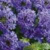 Superbena Royale® Chambray Verbena Plant -Annual Plants Popular Shop superbena royale chambray verbena plant 774 detail
