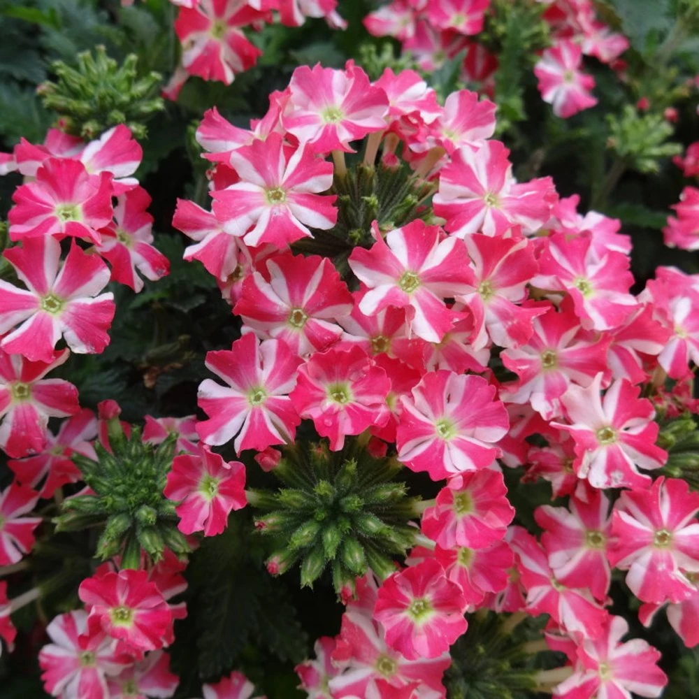 Superbena Royale® Cherryburst Verbena Plant 3 Superbena Royale® Cherryburst Verbena Plant