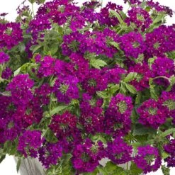 Superbena Royale® Plum Wine Verbena Plant