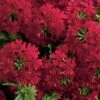 Superbena® Royale Red Verbena Plant -Annual Plants Popular Shop superbena royale red verbena plant 1666 detail