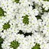 Superbena® Royale WhiteCap Verbena Plant 1 Superbena® Royale WhiteCap Verbena Plant -Annual Plants Popular Shop superbena royale whitecap verbena plant 2243 detail