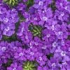 Superbena® Violet Ice Verbena Plant 2 Superbena® Violet Ice Verbena Plant -Annual Plants Popular Shop superbena violet ice verbena plant 1324 detail