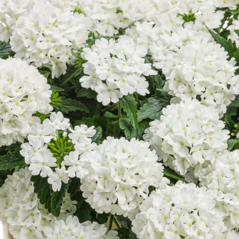 Superbena® Whiteout™ Verbena Plant 3 Superbena® Whiteout™ Verbena Plant