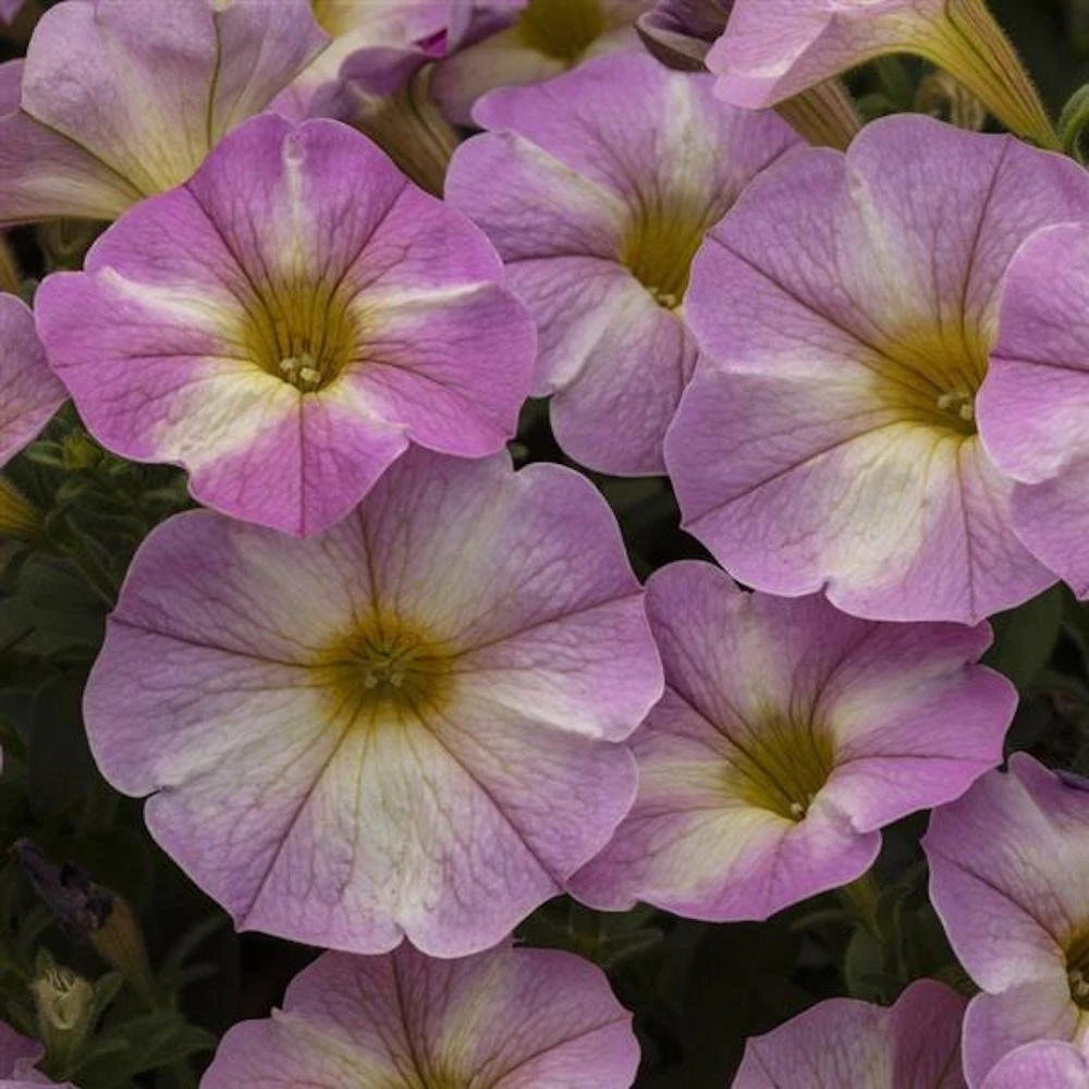 SuperCal® Lavender Star Petchoa Plant 3 SuperCal® Lavender Star Petchoa Plant