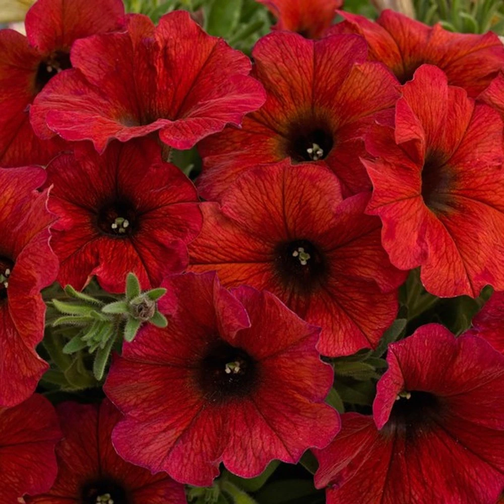 SuperCal® Premium Bordeaux Petchoa Plant 3 SuperCal® Premium Bordeaux Petchoa Plant