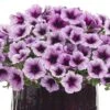 Supertunia® Bordeaux™ Petunia Plant -Annual Plants Popular Shop supertunia bordeaux petunia plant 175 detail