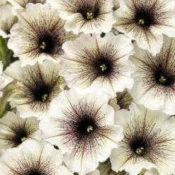 Supertunia® Latte™ Petunia Plant