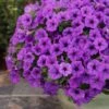Supertunia Mini Vista® Indigo Petunia Plant -Annual Plants Popular Shop supertunia mini vista indigo petunia plant 1133 detail