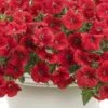 Supertunia® Really Red Petunia Plant 2 Supertunia® Really Red Petunia Plant -Annual Plants Popular Shop supertunia really red petunia plant 100 detail
