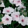 Supertunia Vista® Silverberry Petunia Plant -Annual Plants Popular Shop supertunia vista silverberry petunia plant 403 detail
