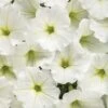 Supertunia Vista® Snowdrift Petunia Plant 1 Supertunia Vista® Snowdrift Petunia Plant -Annual Plants Popular Shop supertunia vista snowdrift petunia plant 636 detail