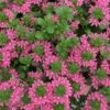 Surdiva® Fashion Pink Scaevola -Annual Plants Popular Shop surdiva fashion pink scaevola plant 1537 detail