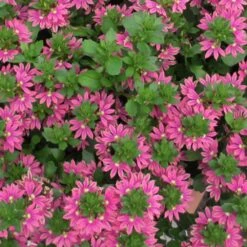 Surdiva® Fashion Pink Scaevola
