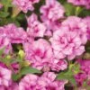 Surfinia® Summer Double™ Pink Petunia Plant 1 Surfinia® Summer Double™ Pink Petunia Plant -Annual Plants Popular Shop surfinia summer double pink 1451 detail