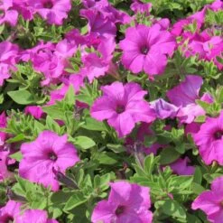 Surfinia® Sumo Bold Lilac Petunia Plant